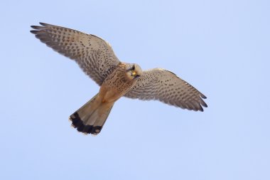 Genel kerkenez (Falco tinnunculus)