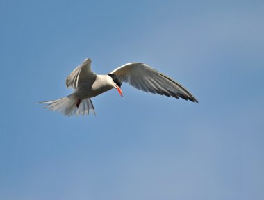 Genel Tern (Sterna hirundo)