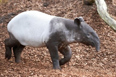 Malayan tapir (Tapirus indicus) clipart