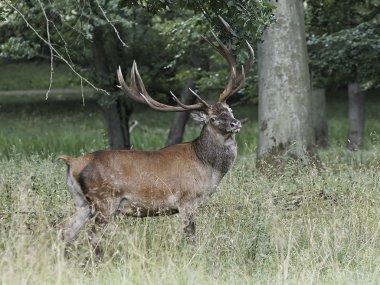 kırmızı geyik (cervus elaphus)