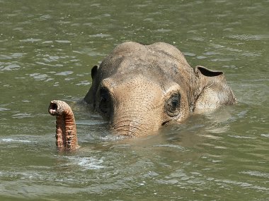 Asya fili (Elephas maximus)