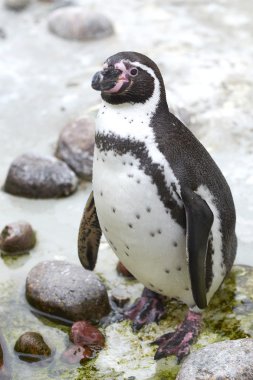 Humboldt pengueni (Spheniscus humboldti)