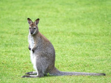 Red-necked Wallaby (Macropus rufogriseus) clipart