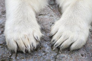 Kutup ayısı (ursus maritimus paws)