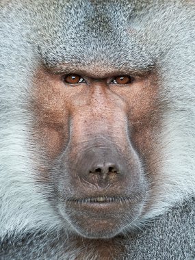 Hamadryas Babunu (papio hamadryas)