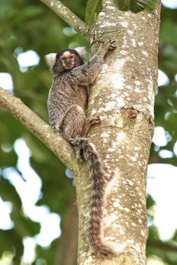 Ortak marmoset (Callithrix jacchus)