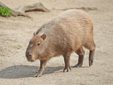 Capibara (Hydrochoerus hydrochaeris)