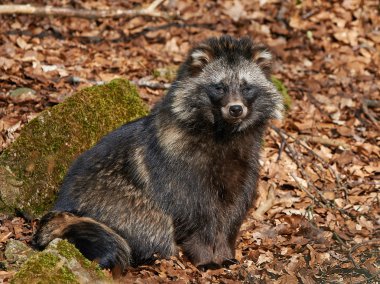Rakun köpeği (nyctereutes procyonoides)