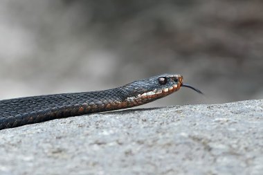 Ortak Avrupa adder (vipera berus)