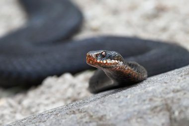 Ortak Avrupa adder (vipera berus)
