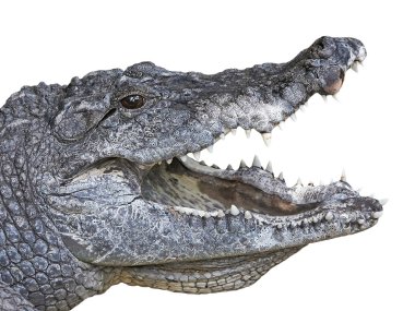 Batı Afrika timsahı (crocodylus suchus)