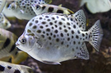 SCAT benekli (scatophagus argus)