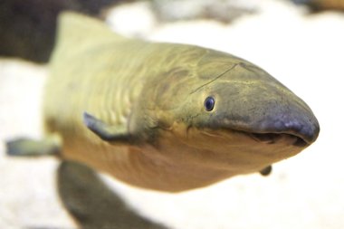 Avustralya Lungfish (Neoceratodus forsteri)