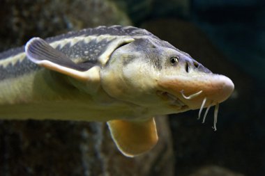 Avrupa mersin balığı (acipenser sturio)