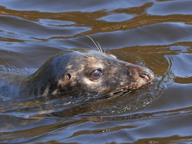 Gri mühür (Halichoerus grypus)