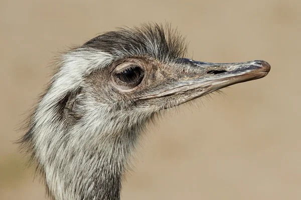 Rhea (Rhea americana) — Fotografia de Stock