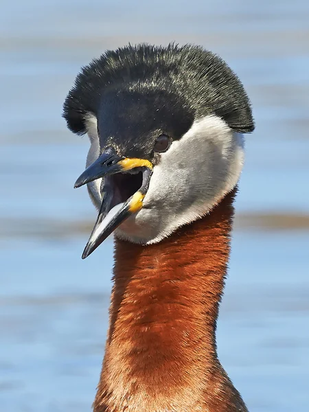 Grebe de pescoço vermelho (Podiceps grisegena ) — Fotografia de Stock