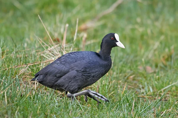 Eurasian Coot (Fulica atra) — Stock Photo, Image