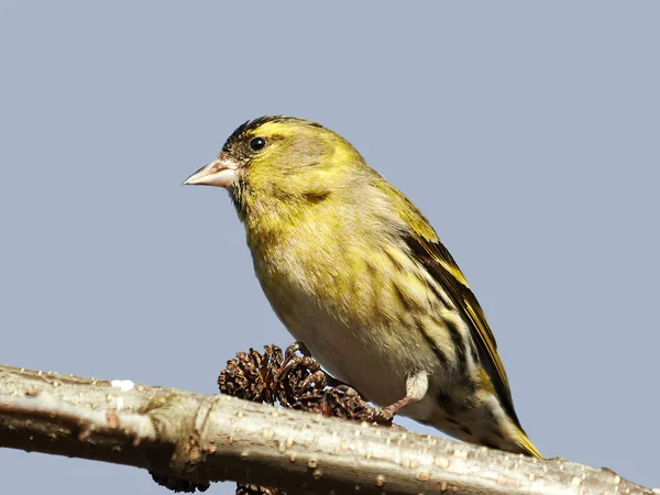 Eurasian Siskin (Carduelis spinus) — Stock Photo, Image