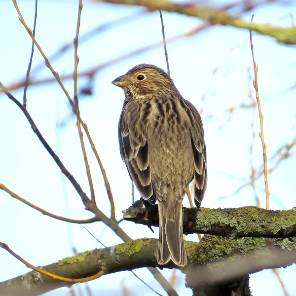 Strnad luční (emberiza calandra) — Stock fotografie