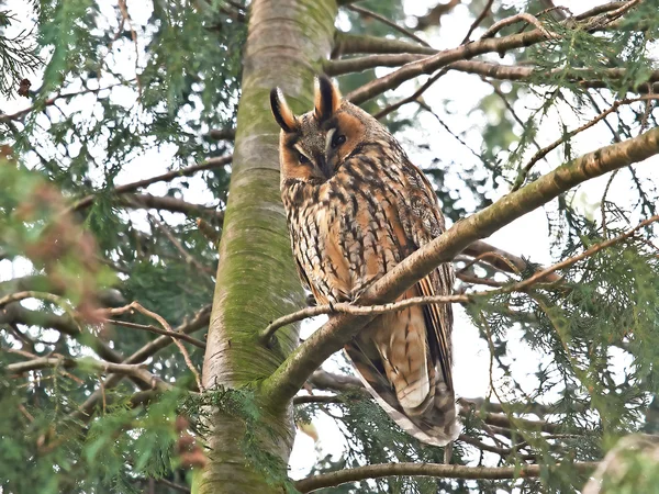 Långa öron owlen (Asio otus) — Stockfoto