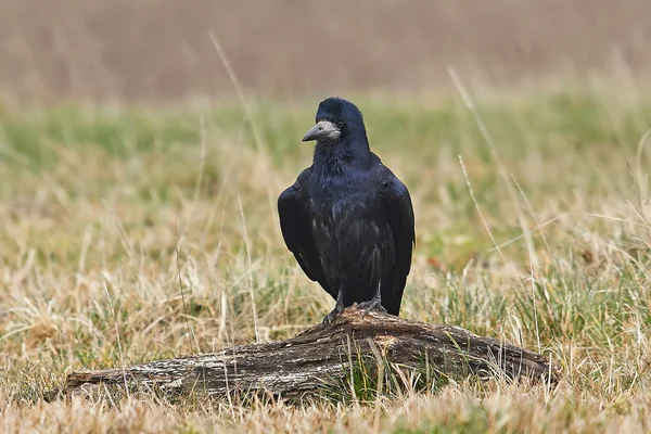 Ладья (Corvus Frugilegus ) — стоковое фото