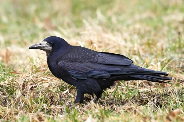 Kale (Corvus frugilegus) — Stok fotoğraf