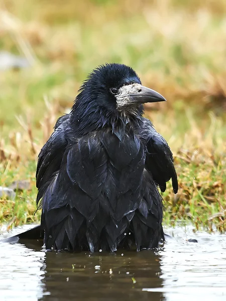 Věž (Corvus frugilegus) — Stock fotografie