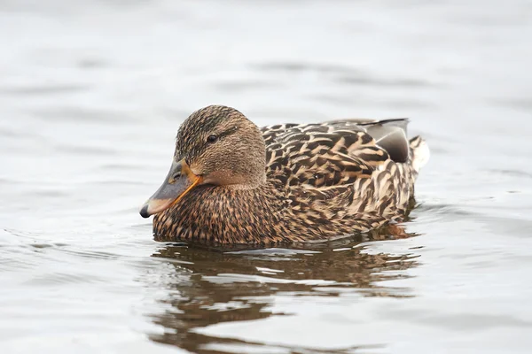 Dzika kaczka (Anas platyrhynchos) — Zdjęcie stockowe