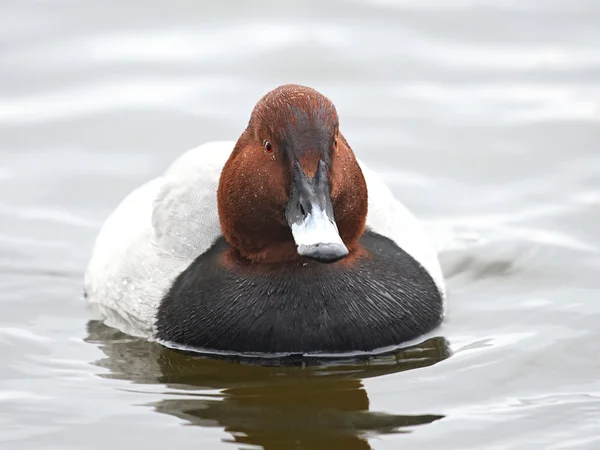 Pochard común (aythya ferina ) —  Fotos de Stock