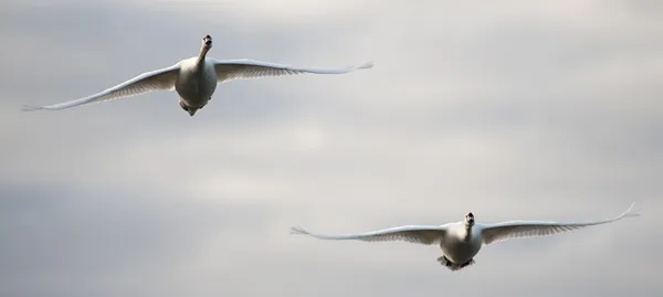 Ztlumit labuť (Cygnus olor) — Stock fotografie