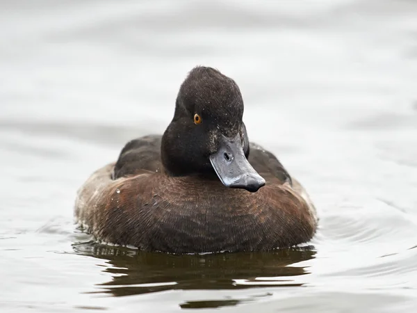 Pato adornado (Aythya fuligula ) — Fotografia de Stock