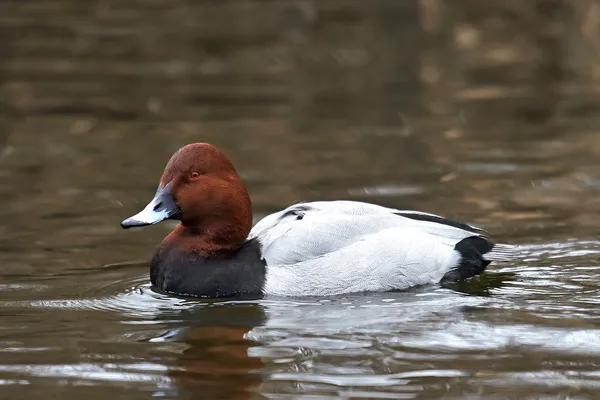 Polák velký (Aythya ferina) — Stock fotografie