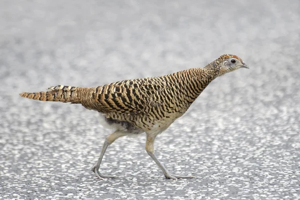 Common Pheasant (Phasianus colchicus) — Stock Photo, Image