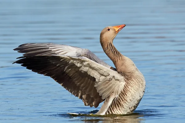 Greylag Goose (Anser anser) — Stock Photo, Image