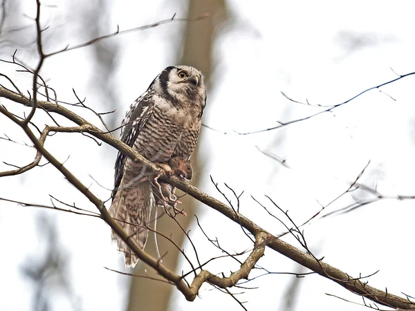 Chouette épervière (Surnia ulula) ) — Photo