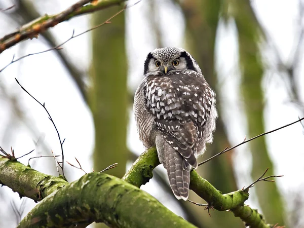 Βόρεια γερακιού owl (surnia ulula) — Φωτογραφία Αρχείου