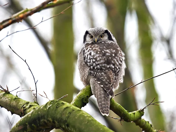 Chouette épervière (Surnia ulula) ) — Photo