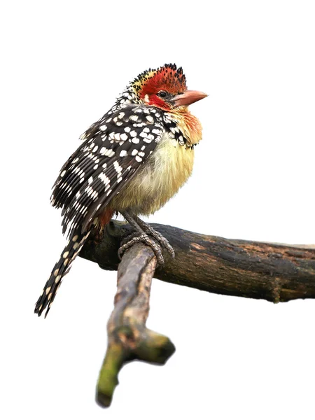 Κόκκινο και κίτρινο barbet (trachyphonus erythrocephalus) — Φωτογραφία Αρχείου