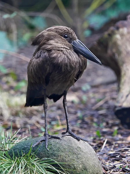 Hamerkop (Scopus umbretta ) — стокове фото