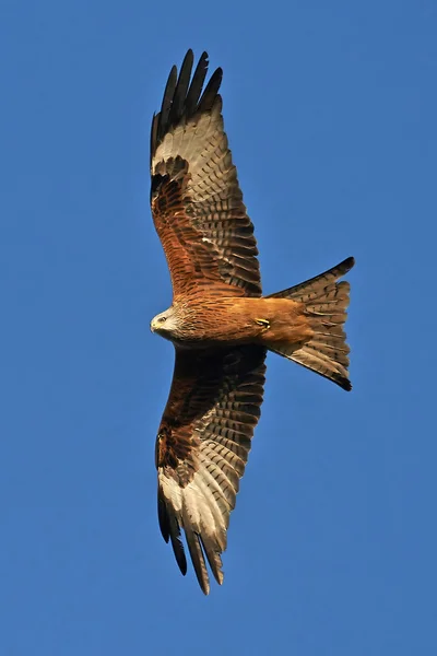 Rode vlieger (Milvus milvus)) — Stockfoto