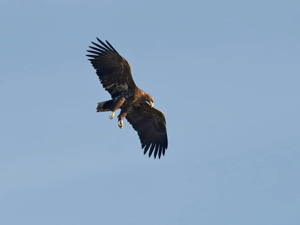 White Tailed Eagle (Haliaeetus albicilla) — Stock Photo, Image