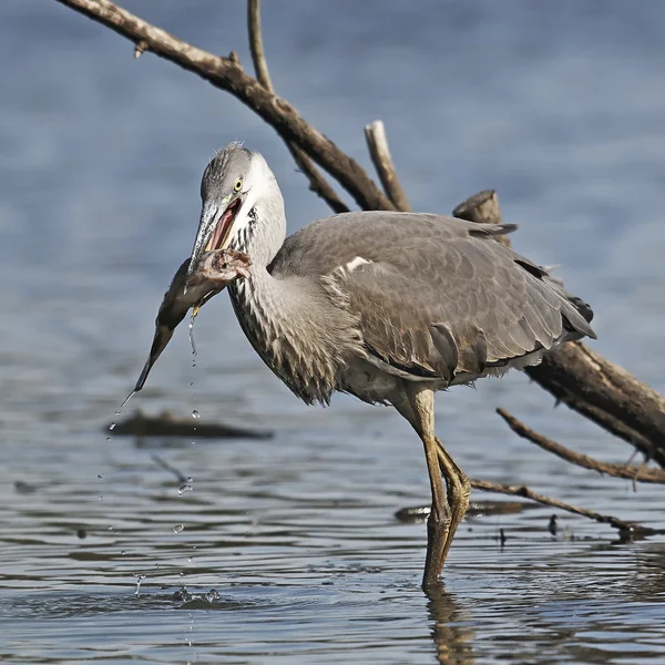 Graureiher (Ardea cinerea)) — Stockfoto