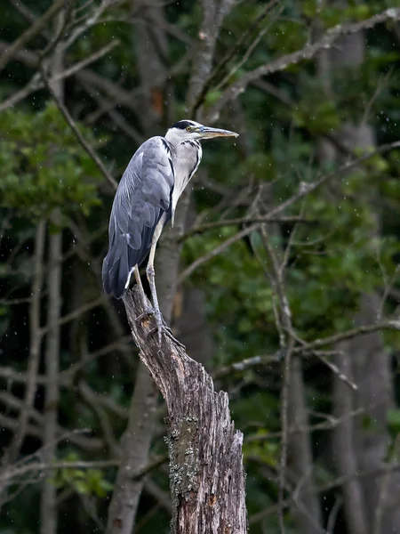 灰鲱鱼(Ardea cinerea)) — 图库照片