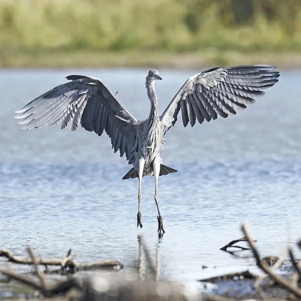 Garza gris (Ardea cinerea) — Foto de Stock