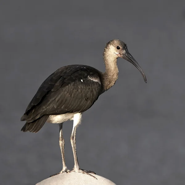 Scarlet Ibis (Eudocimus ruber) — Stock Photo, Image