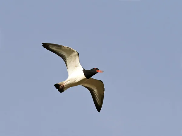 Eurázsiai osztrigafogó (Haematopus ostralegus)) — Stock Fotó