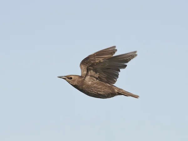 சாதாரண ஸ்டார்லிங் (Sturnus vulgaris) ) — ஸ்டாக் புகைப்படம்