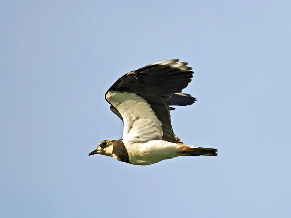 Northern Lapwing (Vanellus vanellus) — Stock Photo, Image