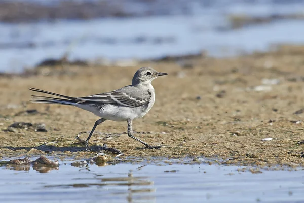 White Wagtail (Motacilla alba) — Stock Photo, Image